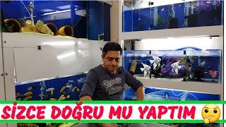 aquarium cleaning, aquarium fish, Fish species,cichlid birth,Cichlid Aquarium,guppy