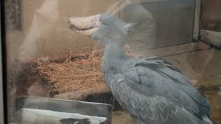 魚を食べる　ハシビロコウ　ハトゥーウェ　上野動物園