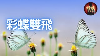 彩蝶雙飛 (粵) I 方伊琪/陳浩德  版本丨尚木/好姨 翻唱 ║ 懷舊情歌 I