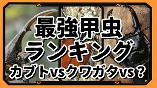 対決!!世界最強甲虫ランキング ~カブトVSクワガタVS？~