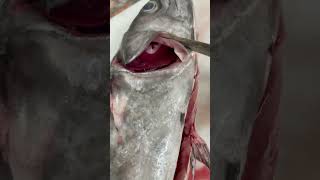 #viral pescado cierra gigantesco😱😱