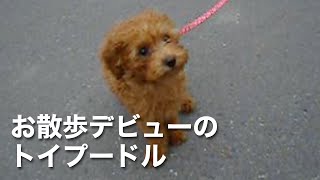 お散歩デビューのわんこ｜リード｜子犬【トイプードル】toy poodle puppy