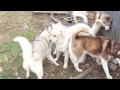 犬のしつけ　お預かり中のゴールデンレトリーバーのウィル2