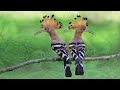 meet the hoopoe – the most stunning bird you’ve never heard of