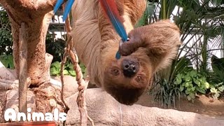 ご飯を完食したナマケモノ インコ🦜の尾をつかんでしまう！★Sloths|Red-and-green macaw/神戸どうぶつ王国