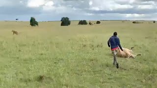 Maasai chases a lion eating his cow