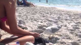Catching a seagull on my bday.