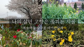 [앙또 꼬숑] 양재 꽃시장/영암 백리 벚꽃/나주 하얀곰탕집/영국장미 데이비드 오스틴 심기/앵두나무 체리나무 모과나무 심기/사이프러스 화이트스팟 전나무 심기/슬램덩크 영화