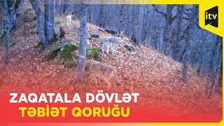 Zaqatala Dövlət Təbiət Qoruğu