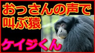 【爆笑】おっさんの声で鳴く猿！東山動物園のテナガザルのケイジくんの鳴き声にワロタwww