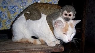 Monkeys annoying other animals – Funny animals compilation