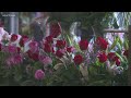 Louisville area flower shops prepare for Valentine's Day rush