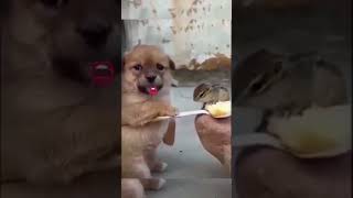 பயம் #puppy #cat #penninmanathaithottu #funny #best #virlashort #love