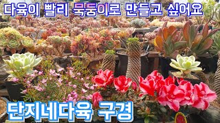 주말 농장 나들이 단지네다육 ㅡ 다육이 구경 \u0026 다육이 빨리 묵둥이 만들기 위한 화분 선택 多肉植物, succulent, たにくしょくぶつ