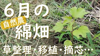 【綿栽培2023】自然農の綿畑6月/草整理・植え替え・摘芯などの作業の様子とナスタチウム・藍・ステムレタスなど畑の植物