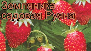 Земляника садовая Руяна (fragaria ananassa ruiana) 🌿 обзор: как сажать, рассада земляники Руяна