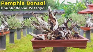 Pemphis Bonsai  PhuphaBonsaiPattaya สวนบอนไซเฮียภูผา พัทยา