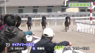 【2014育成馬展示会　調教映像】№71 ケイアイリードの12