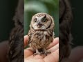 how adorable that cute animal is 🦉 the tiny little baby owl cuteanimals littleowl adorable