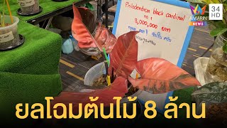 ราคาชวนตะลึง ต้นฟิโลเดนดรอน ราคา 8 ล้านบาท