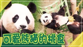 [Chinese SUB] A cute foodie Panda is picky | Animal Farm