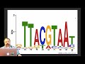 Finding DNA Motifs Information Content, MEME, and JASPAR