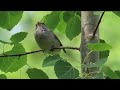 ウグイス　谷渡り　japanese bush warbler valley crossing 2023.6　 北海道の野鳥