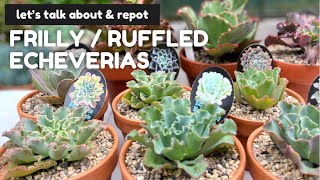 Let's talk about and repot some FRILLY or RUFFLED ECHEVERIAS / SUCCULENT