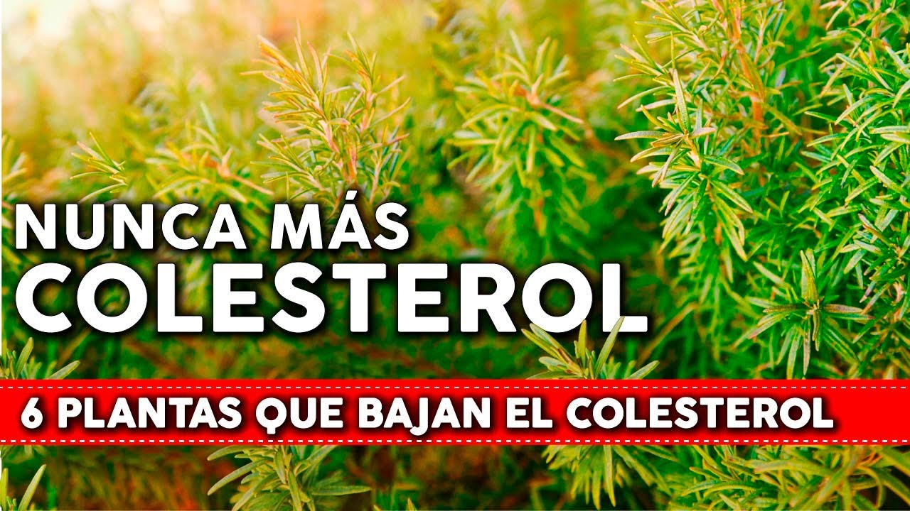 6 Plantas Que Bajan El COLESTEROL De Forma Natural - Cómo Usarlas Y ...