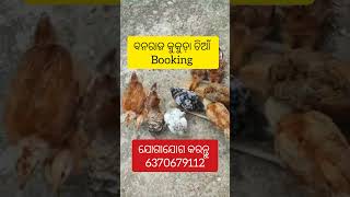 ବନରାଜ କୁକୁଡ଼ା ଚିଆଁ #book now #banraj kukuda  #banraj kukuda chasa #mukrushaka