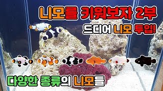 [TV생물도감]니모키우기2부! 드디어 예쁜니모 투입하는날~