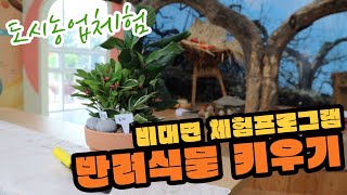 자가격리자용 비대면 체험프로그램 : 반려식물 키우기