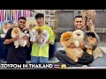 Best ToyPom Kennel in Thailand🇹🇭with More than 500 Dogs😱| Hero Pom Thailand🏝