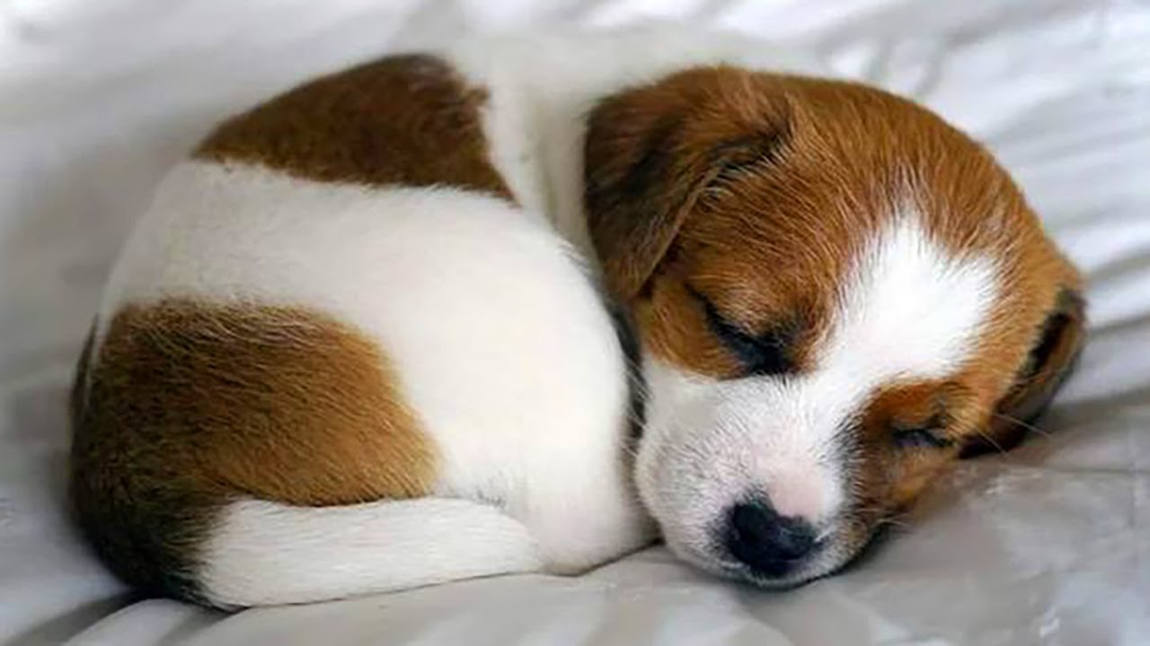 Aww Cute Baby Animals Videos Compilation Funniest And Cutest Moments Of