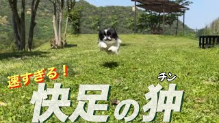 愛玩犬の狆(チン)が本気で走るとボルトより速いかも⁉︎