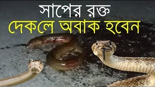 সাপের গায়ে কি পরিমান রক্ত দেখুন। জীবনে প্রথম দেখলাম। See the amount of blood on the snake