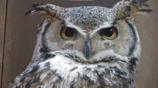 【富士花鳥園】ふくろうを眺めていたい　フクロウ好きのための顔ドアップのまとめ　前編/Video of a close-up of an owl's face for owl lovers【4K高画質】