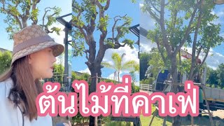 บอสแพรวพราวพามาชมบรรยากาศ ลงต้นไม้ใหญ่ๆที่คาเฟ่🥰#นาริตะ #แพรวพราวแสงทอง #ผู้ใหญ่บ้านฟินแลนด์