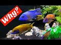 Why Keep African Cichlids? - Despite 