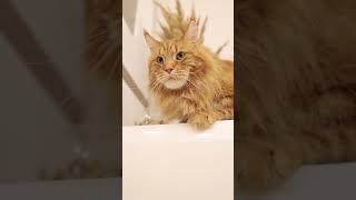 Cute Cat || 8K Video (UltraHD) -60FPS  | Beautiful Nature | #cutecat #8K #shorts