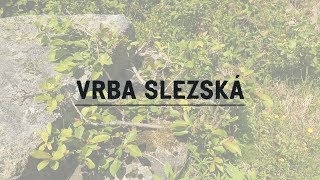 Vrba slezská | Poklady krkonošské přírody 2