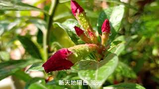 Lucky【萊奇小調】閒看綠繡眼嬉遊小陽台花草