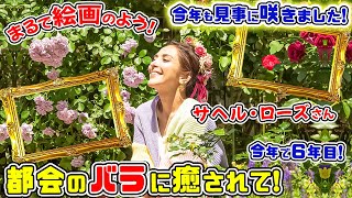 🌹10：【都会のバラ】今年も見事に咲きました!🌹都会のバラに癒されて!サヘル・ローズ 秘密のガーデンへようこそ