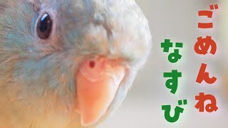 【サザナミインコ】7年間男の子として育てられてきた女の子