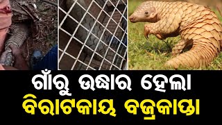 ଗାଁରୁ ଉଦ୍ଧାର ହେଲା ବିରାଟକାୟ ବଜ୍ରକାପ୍ତା | Odisha Reporter