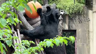 足踏み外さないでね・・・2022年8月12日 上野動物園　ツキノワグマ