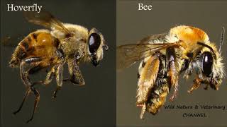 Bee VS. Fly insect | Wildlife insects - Honeybee Vs. Hoverfly - Flower Fly Vs. Honey Bee - Animals