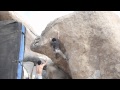 Joshua Tree Bouldering - Chili Sauce - V7