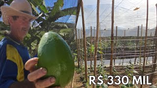 (INDISPONÍVEL)CHÁCARA MUITA FRUTA CACHOEIRA ESTUFA LAVOURA CASA R$ 330 MIL-Código: 2111