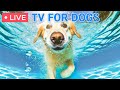 ⭕ 24 hours of Dog TV🎵The best anxiety relief videos for dogs🐶Calm & comfort your pet with Dog Music